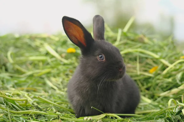 Conejo negro sobre hierba verde — Foto de Stock