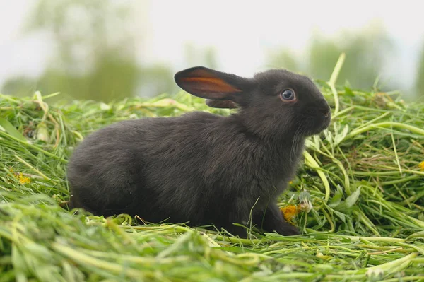 Black rabbit on green grass — Stock Photo, Image