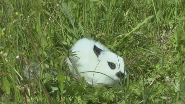 여름 날에 푸른 잔디에 토끼 — 비디오