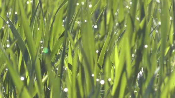 Зелена трава в ранковій росі — стокове відео