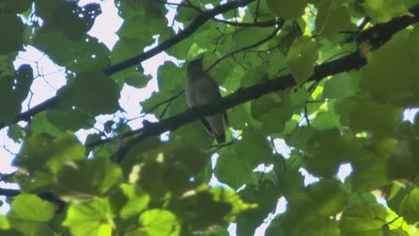 Nightingale singing on a branch. — Stock Video