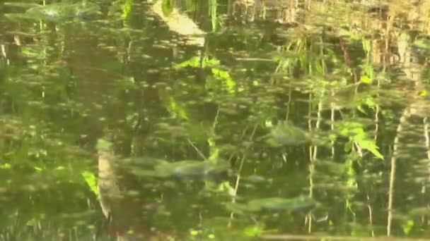 Лягушка, сидящая в воде и кривляющаяся — стоковое видео