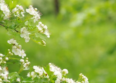 Güzel bir çiçek açması alıç Şubesi