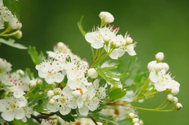 Güzel bir çiçek açması alıç Şubesi
