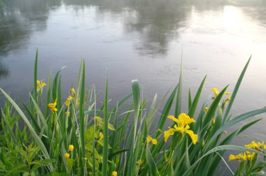 Nehir kıyısında güzel sarı çiçekler