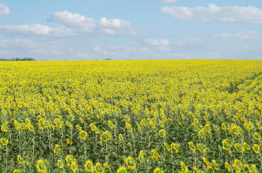 Ayçiçeği tarlası ve bulutlu gökyüzü