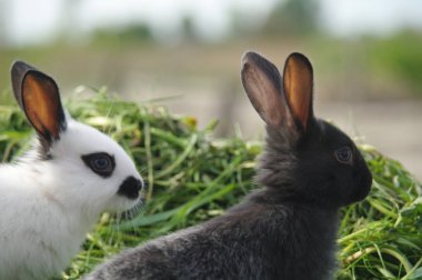 Yeşil çimenlerin üzerinde siyah ve beyaz bebeği tavşan