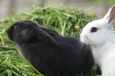 Yeşil çimenlerin üzerinde siyah ve beyaz bebeği tavşan