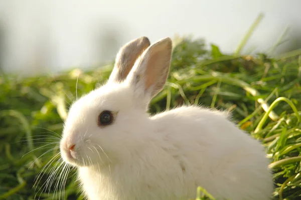 Weißes Kaninchen auf dem Gras — Stockfoto