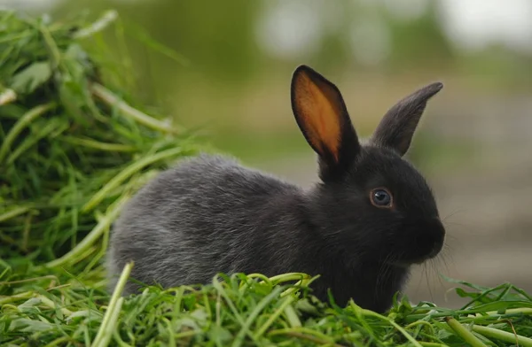 Zwarte konijn op groen gras — Stockfoto