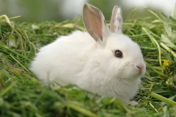 Conejo blanco en la hierba —  Fotos de Stock