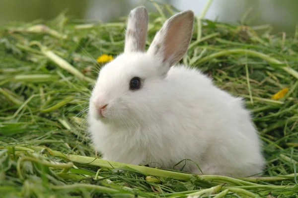 Bílý králík na trávě — Stock fotografie