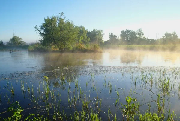 Puslu çayır bahar gündoğumu