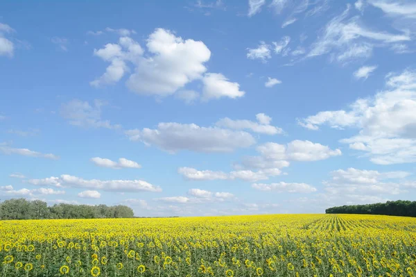 Sunflower field and cloudy sky — Stock Photo, Image