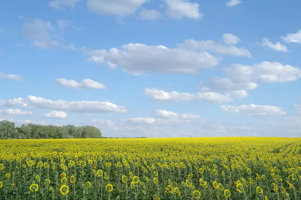 Sonnenblumenfeld und bewölkter Himmel — Stockfoto