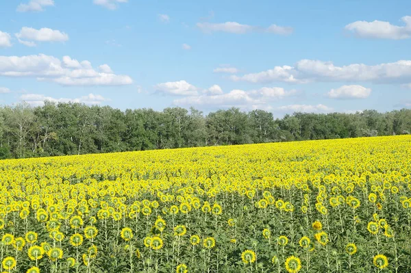 Sunflower field and cloudy sky — Stock Photo, Image