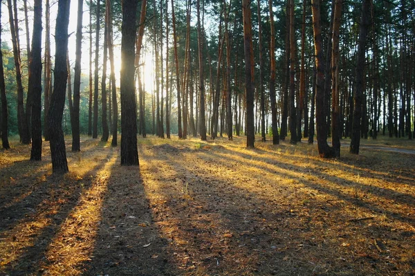 Een heldere zonnige ochtend in een dennenbos — Stockfoto