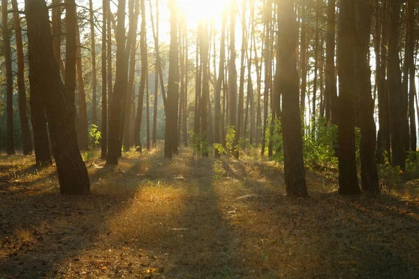 Parlak güneşli sabah bir çam ormanı içinde — Stok fotoğraf