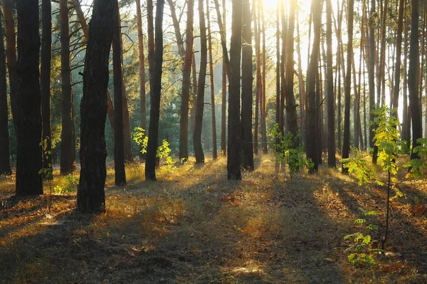 Parlak güneşli sabah bir çam ormanı içinde — Stok fotoğraf