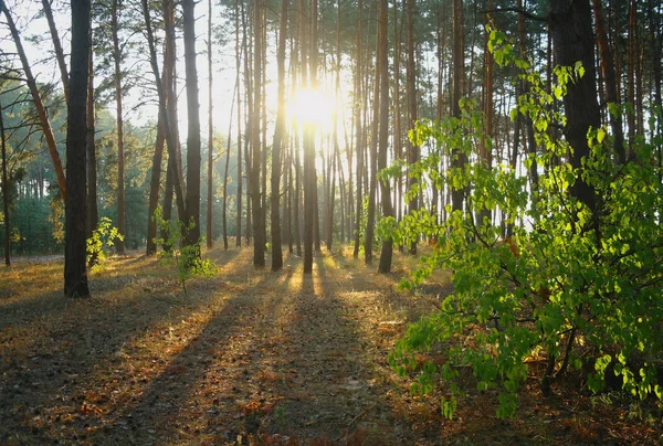 En ljus solig morgon i en tallskog — Stockfoto