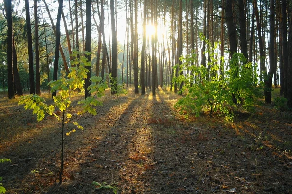Een heldere zonnige ochtend in een dennenbos — Stockfoto