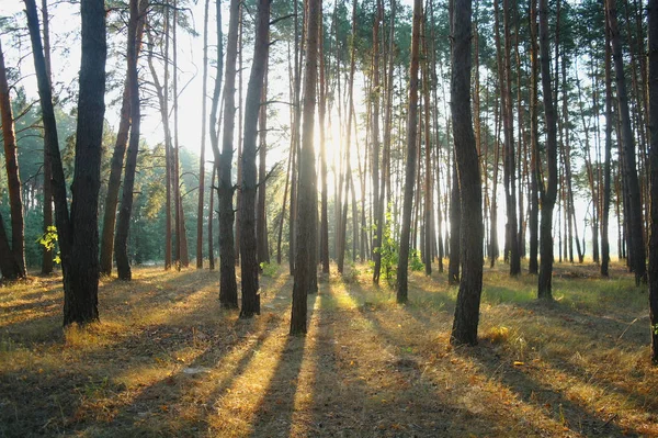 Una mañana soleada brillante en un bosque de pinos —  Fotos de Stock