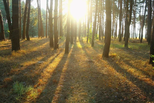 Una mañana soleada brillante en un bosque de pinos — Foto de Stock