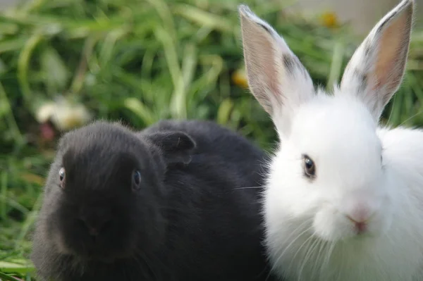 Bébés lapins noirs et blancs sur herbe verte — Photo