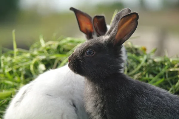 Zwart-wit baby konijnen op groen gras — Stockfoto
