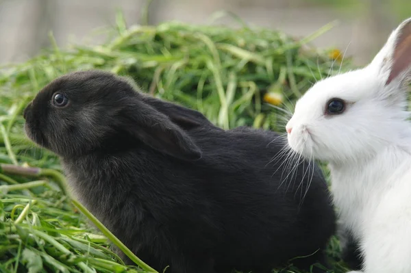 Yeşil çimenlerin üzerinde siyah ve beyaz bebeği tavşan