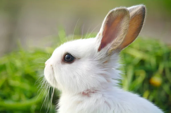 Conejo blanco en la hierba — Foto de Stock