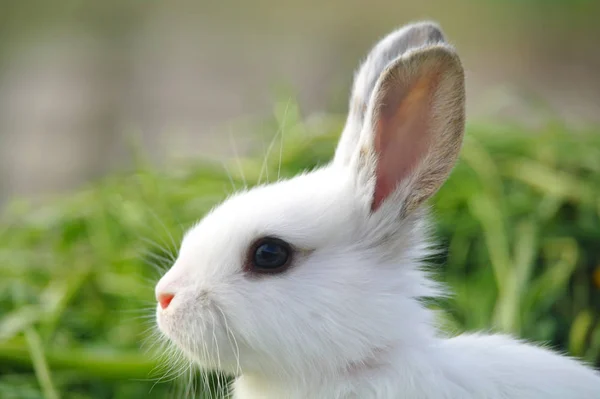 Wit konijn op het gras — Stockfoto