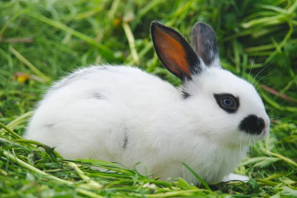 Wit konijn op het gras — Stockfoto