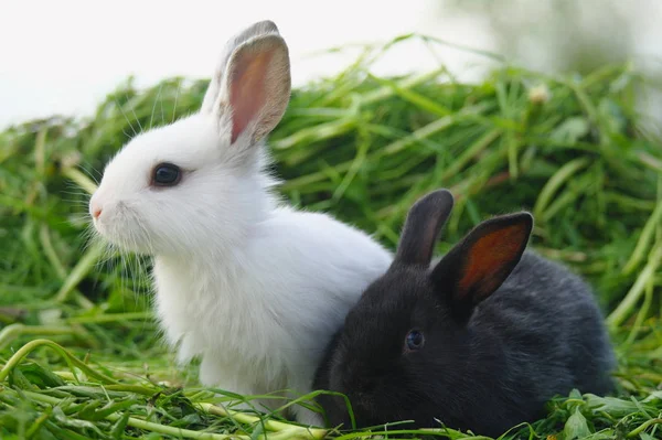 Zwart-wit baby konijnen op groen gras — Stockfoto