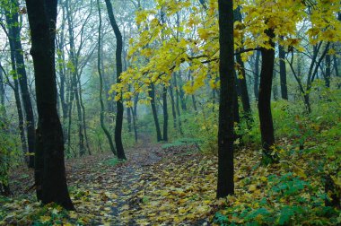 Sonbaharda ağaçlar altında yolu.