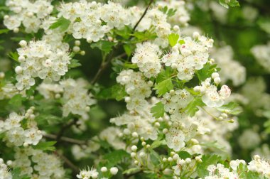 Güzel bir çiçek açması alıç Şubesi.