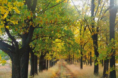 Sonbaharda ağaçlar altında yolu.