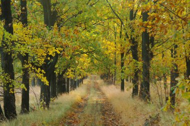 Sonbaharda ağaçlar altında yolu.