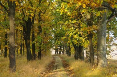 Sonbaharda ağaçlar altında yolu.