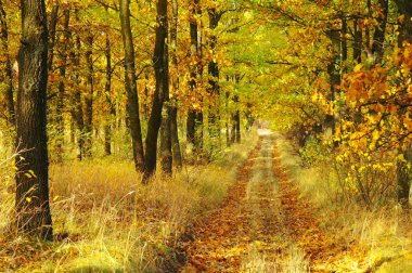 Sonbaharda ağaçlar altında yolu.