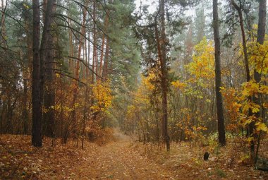 Sonbaharda ağaçlar altında yolu.