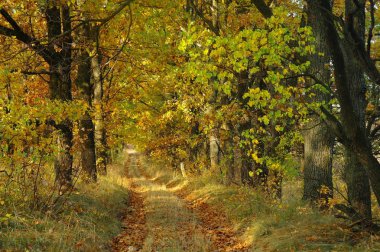 Sonbaharda ağaçlar altında yolu.