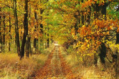 Sonbaharda ağaçlar altında yolu.