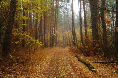Sonbaharda ağaçlar altında yolu