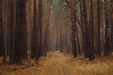 Puslu sabah ile ormanın içinde çam.