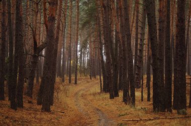 Puslu sabah ile ormanın içinde çam.