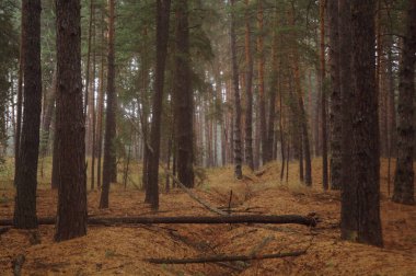 Puslu sabah ile ormanın içinde çam.