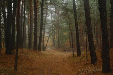 Puslu sabah ile ormanın içinde çam