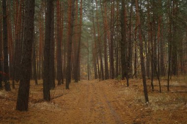 Puslu sabah ile ormanın içinde çam
