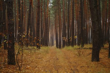 Puslu sabah ile ormanın içinde çam